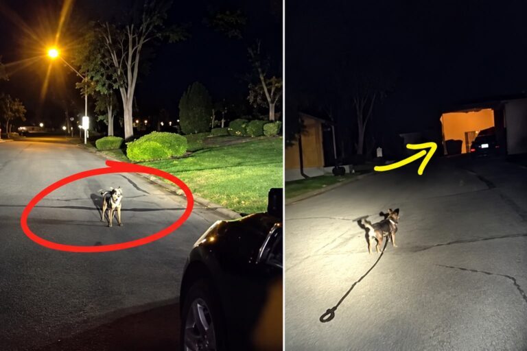 Cachorro para no meio da rua e leva policial até tutor que estava caído há 3 horas