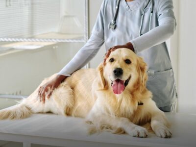Câncer de mama em pets: cinco crenças que podem atrasar a avaliação veterinária