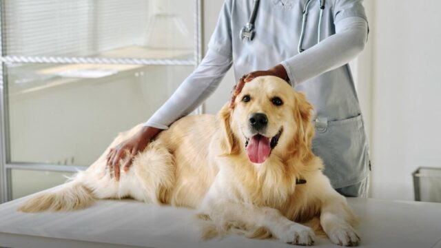 Câncer de mama em pets: cinco crenças que podem atrasar a avaliação veterinária