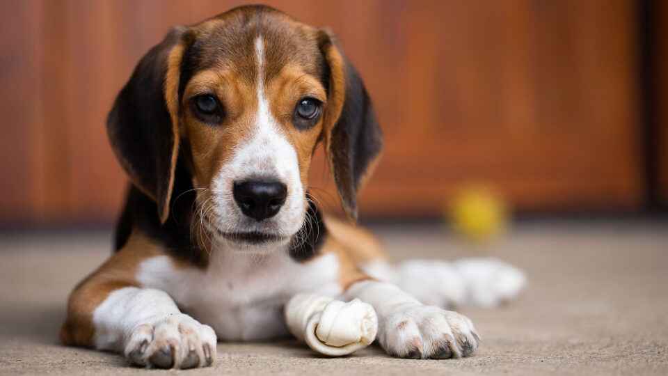É coisa da idade? 7 mudanças em cães e gatos idosos que merecem atenção