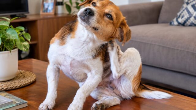 Especialistas esclarecem dúvidas sobre dermatites e saúde da pele dos cães