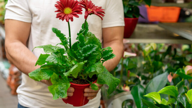 Finados: data segue importante para a floricultura, apesar da mudança no hábito de consumo