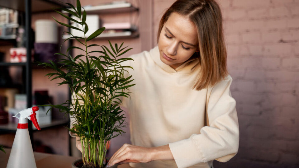Plantas dentro de casa podem agravar alergias? Veja os cuidados na primavera