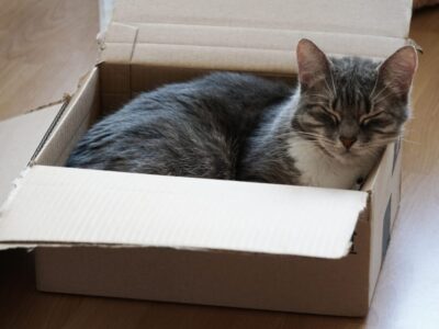 Por que gatos preferem caixas de papelão a camas caras? A ciência explica!