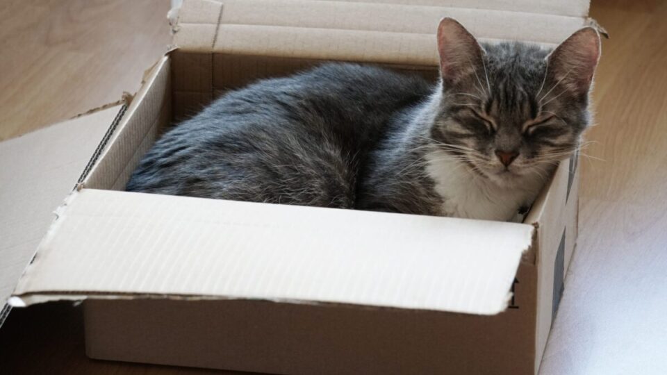 Por que gatos preferem caixas de papelão a camas caras? A ciência explica!