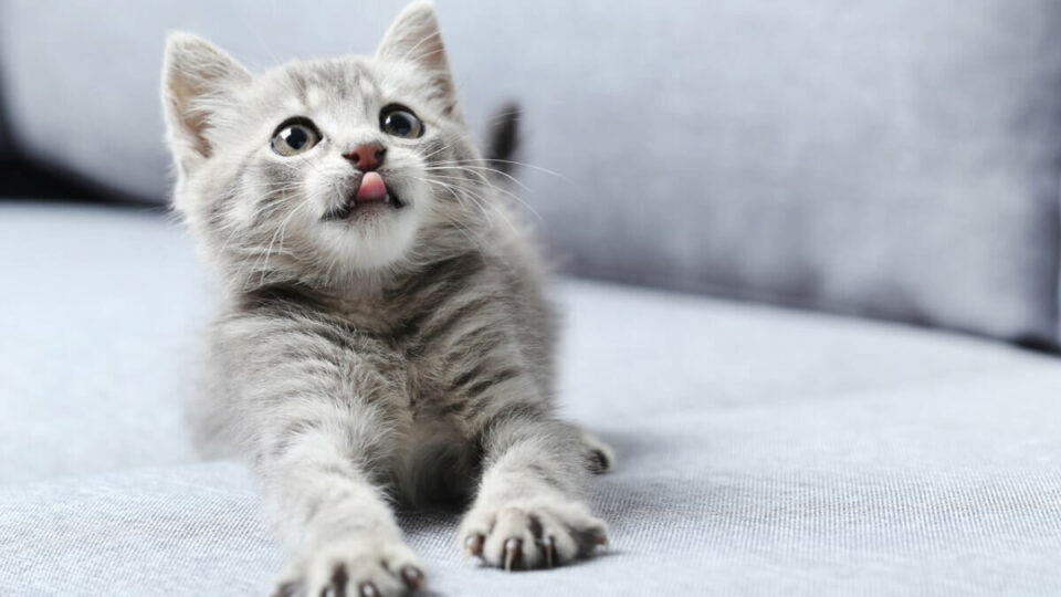 Por que os gatos “amassam pãozinho”? Entenda o que esse gesto significa