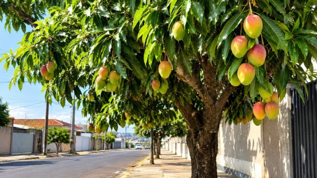Programa propõe incentivo ao plantio de árvores frutíferas nas ruas de Franca