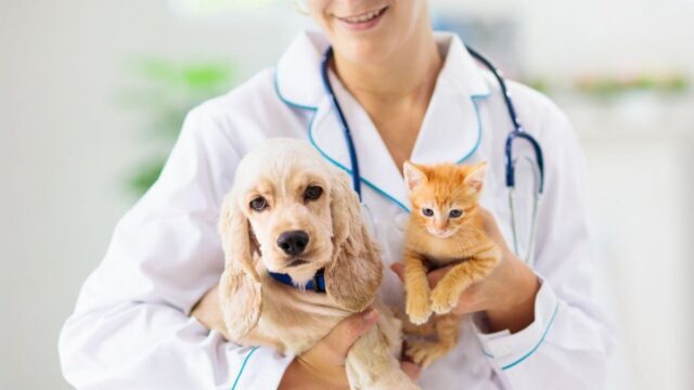 Seu pet envelheceu? Sete mudanças em cães e gatos que merecem atenção