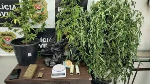 Traficante investigado foge por canavial durante operação da Polícia Civil